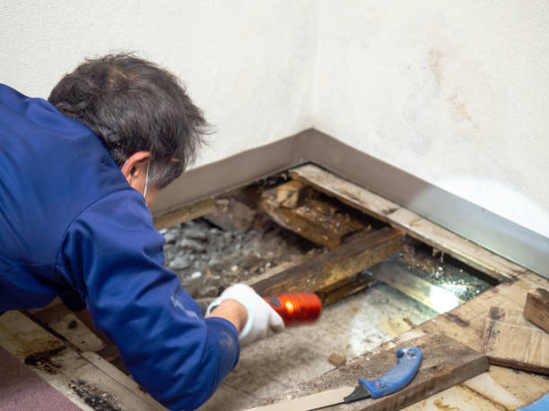 Best Mold Remediation  in Vincent, AL