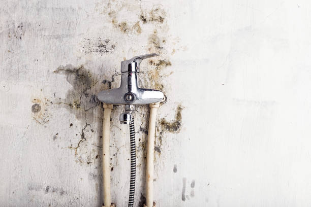 Best Mold Damage Repair  in Vincent, AL