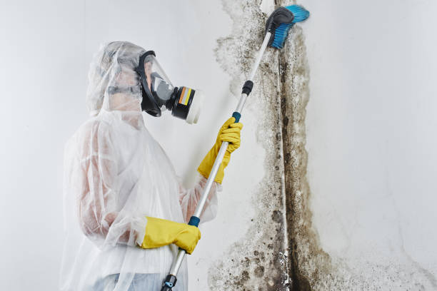 Best Mold Testing  in Vincent, AL