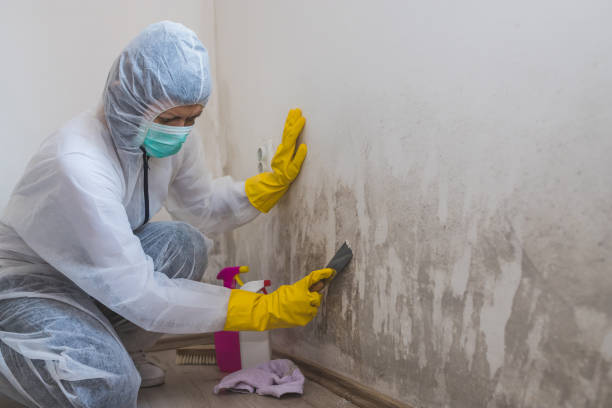 Mold Removal and Inspection in Vincent, AL