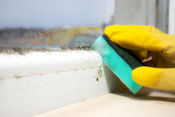 Best Mold Cleaning Services  in Vincent, AL