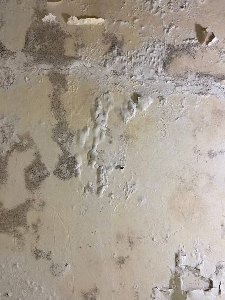 Best Affordable Mold Removal  in Vincent, AL