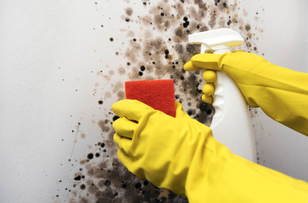 Certified Mold Removal in Vincent, AL