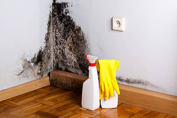 Best Crawl Space Mold Removal  in Vincent, AL
