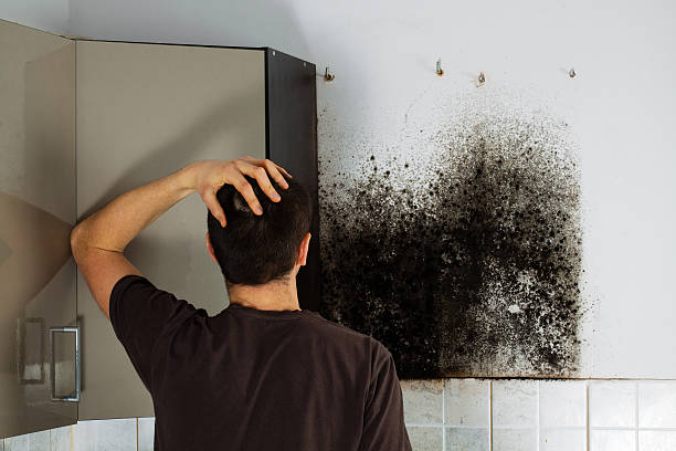 Attic Mold Removal in Vincent, AL