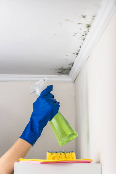 Best Attic Mold Removal  in Vincent, AL