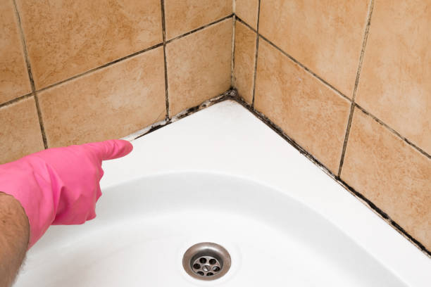Best Crawl Space Mold Removal  in Vincent, AL
